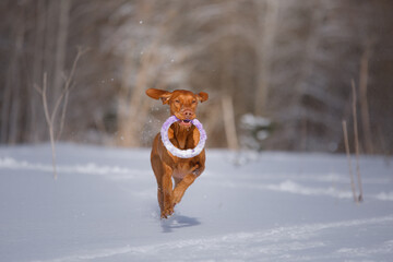 Dog in the winter in nature. Active Hungarian vizsla running on the snow