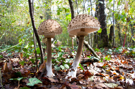 Coppia di grossi funghi nel sottobosco: Mazze di Tamburo (Macrolepiota Procera)