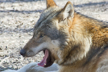 Portrait: Der Wolf