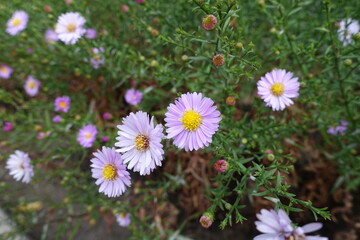 Obraz premium Closed buds and light pink flowers of Michaelmas daisies in September