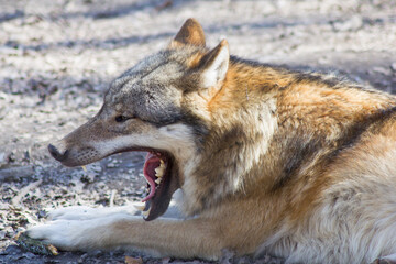 Portrait: Der Wolf