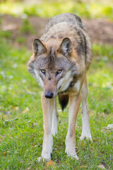 Der Wolf (Canis Lupus) ist derzeit das größte Raubtier aus der Familie der Hunde (Canidae)