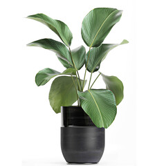 tropical plants Calathea lutea in a pot on a white background