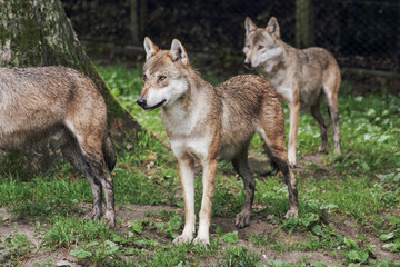 Obraz premium Der Wolf (Canis Lupus) ist derzeit das größte Raubtier aus der Familie der Hunde (Canidae)