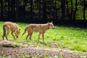 Der Wolf (Canis Lupus) ist derzeit das größte Raubtier aus der Familie der Hunde (Canidae)