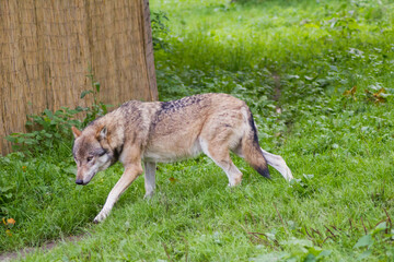 Der Wolf (Canis Lupus) ist derzeit das größte Raubtier aus der Familie der Hunde (Canidae)