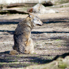 Der Wolf (Canis Lupus) ist derzeit das größte Raubtier aus der Familie der Hunde (Canidae)