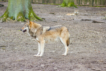 Der Wolf (Canis Lupus) ist derzeit das größte Raubtier aus der Familie der Hunde (Canidae)