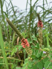 Close up Indigofera praticola flower in the forest.