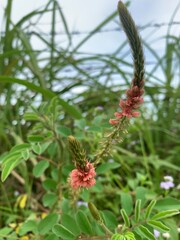 Close up Indigofera praticola flower in the forest.