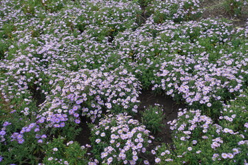 Many pink and violet flowers of Michaelmas daisies in October