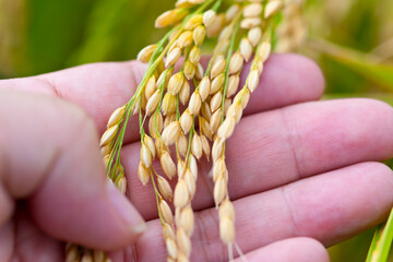 コシヒカリの稲穂