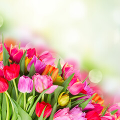 bouquet of pink, purple and red tulips