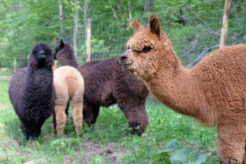 Brown furry alpaca portrait looking further ahead with other alpacas behid in a green field with...
