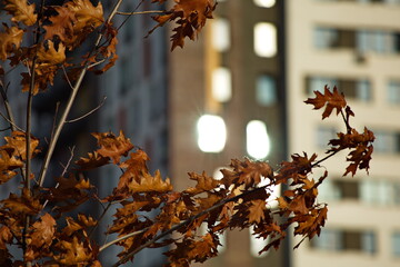 Autumn maple on the background of city buildings.