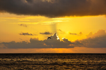 Dramatic sunset over the Indian ocean with sunbeam and sea bird