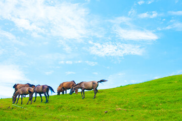 都井岬の野生馬