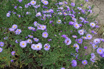 Naklejka premium Blooming violet Michaelmas daisies bush in September
