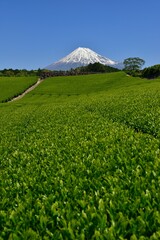 静岡県 富士山と新緑の茶畑