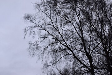 Fototapeta na wymiar Silhouette of tree against grey sky, England, UK