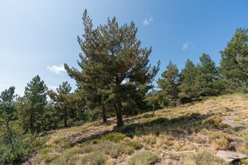 pine forest in Sierra Nevada in southern Spain