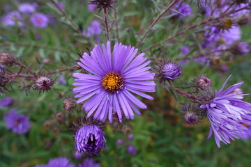 Opening buds and big purple flower of New England aster in October