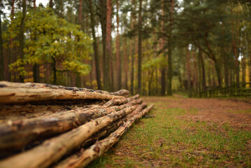 wood in the forest