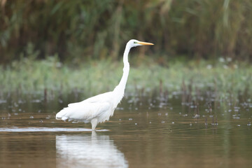 Czapla biała Egretta alba
