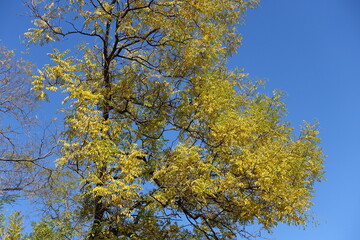 Blue sky and branches of Styphnolobium japonicum with autumnal foliage in mid October