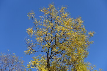 Obraz premium Clear blue sky and branches of Styphnolobium japonicum with autumnal foliage in mid October