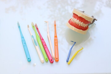 歯科模型と歯ブラシ