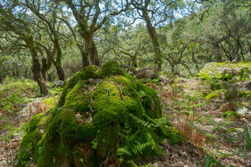Bosque jurásico en el interior del parque natural de los alcornocales, Andalucía
