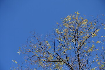 Scarce leafage on branches of Styphnolobium japonicum against blue sky in mid October