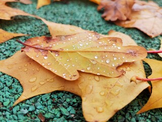 leaf and drops