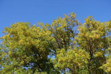 Sky and crown of Styphnolobium japonicum with autumnal foliage in mid October