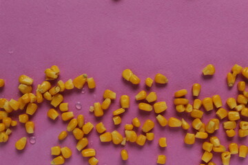 food background bright yellow sugar grain corn at the edges of the top right or from bottom to top on a red rose fuchsia background, copy space