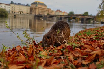 Brown Wet Furry Coypu also called Nutria on the Riverside of Vltava River in Prague during Autumn Season. Myocastor Coypus is a Large, Herbivorous, Semiaquatic Rodent.