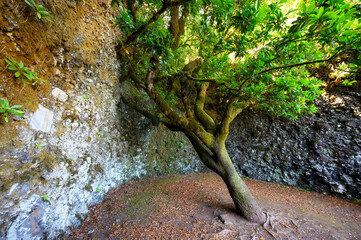 Sacred tree Garoe in El Hierro island, Canary Islands, Spain. High quality photo