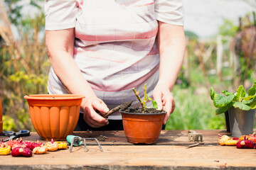 An elderly woman of Caucasian ethnicity in light clothes outdoors transplants a young green plant in a flower brown pot, close-up in the spring season in sunny weather. Plant care concept