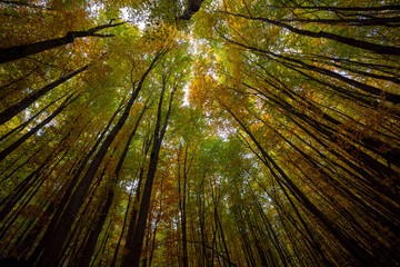 Wald im Herbst in Weidling - Niederösterreich