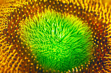 sunflower close up