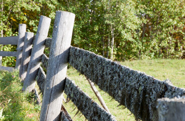 Old fence with moss in the forest