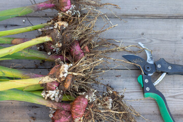 Gladiolus bulbs dug in November