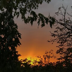 sunset in the forest