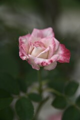Selective focus on the petals in the foreground. Close-up of beautiful rose in the garden against the blurred background.