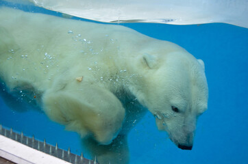 polar bear in a pool under glass in a zoo