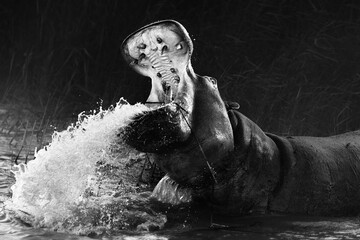 Angry hippopotamus, Hippo displaying dominance with a wide open mouth while splashing water in black and white. Fine art. Hippopotamus amphibius. 