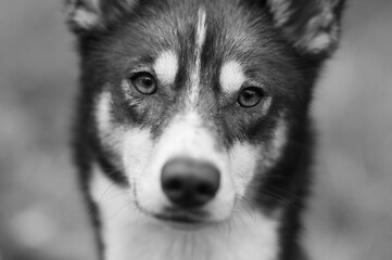 portrait of a curious husky