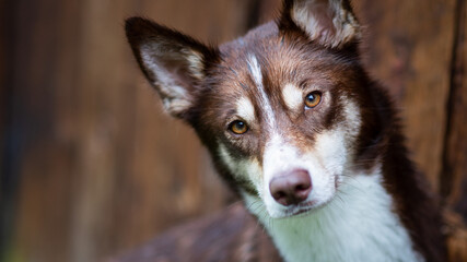 portrait of a curious husky
