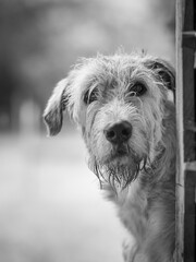 wolf dog portrait on a rainy day
